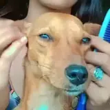 Sticker de Cachorros para WhatsApp