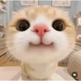 Figurinha de Gatos para WhatsApp