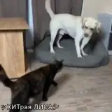 Figurinha de Animais para WhatsApp