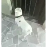 Figurinha de Cachorros para WhatsApp