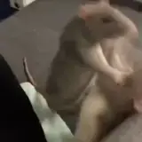 Figurinha de Animais para WhatsApp