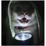 Figurinha para WhatsApp