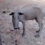 Figurinha de Animais para WhatsApp