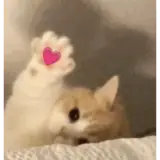 Figurinha de Animais para WhatsApp