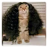 Figurinha de Gatos para WhatsApp