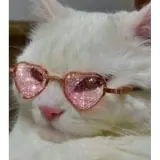 Gatos WhatsApp sticker