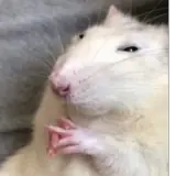 Figurinha para WhatsApp