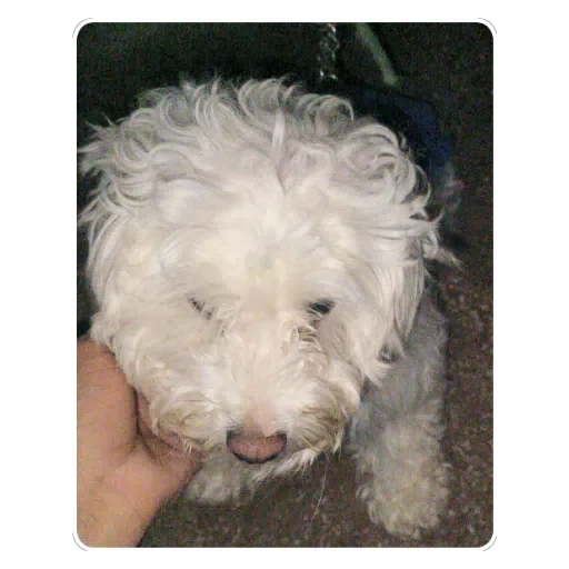 Figurinha para WhatsApp — Cachorros