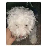 Sticker de Cachorros para WhatsApp