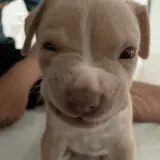 Figurinha para WhatsApp