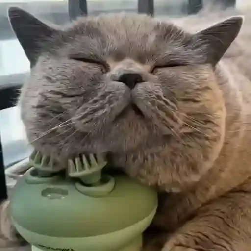 Figurinha para WhatsApp — Gatos