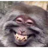 Figurinha de Memes para WhatsApp