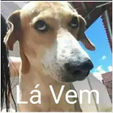 Figurinha de Cachorros para WhatsApp