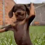 Cachorros WhatsApp sticker