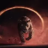 Figurinha de Animais para WhatsApp