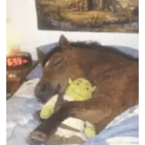 Figurinha de Animais para WhatsApp