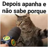 Figurinha de Gatos para WhatsApp