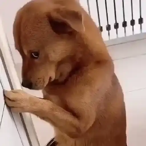 Coletadas sticker 607