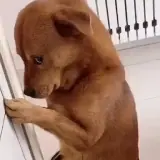 Figurinha para WhatsApp