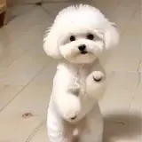 Figurinha de Cachorros para WhatsApp