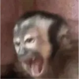 Figurinha de Memes para WhatsApp