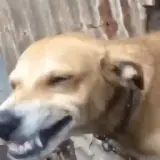 Figurinha de Cachorros para WhatsApp