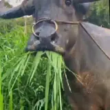 Figurinha de Animais para WhatsApp