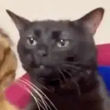 Figurinha de Gatos para WhatsApp