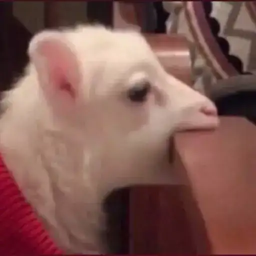 Coletadas sticker 800