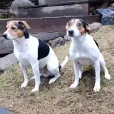 Figurinha para WhatsApp