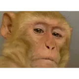 Figurinha de Animais para WhatsApp