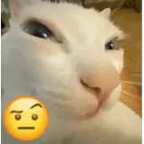 Figurinha de Gatos para WhatsApp