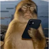 Figurinha de Memes para WhatsApp