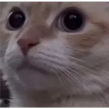 Figurinha de Gatos para WhatsApp