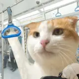 Gatos WhatsApp sticker