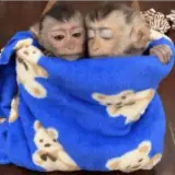 Figurinha de Animais para WhatsApp