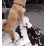 Figurinha de Cachorros para WhatsApp