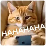 Figurinha de Gatos para WhatsApp