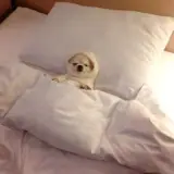 Figurinha de Cachorros para WhatsApp