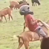 Figurinha de Memes para WhatsApp