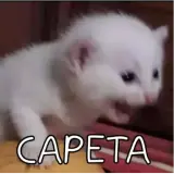 Figurinha de Gatos para WhatsApp