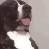 Figurinha de Cachorros para WhatsApp