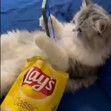 Figurinha para WhatsApp