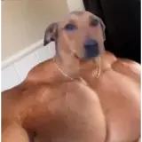 Figurinha de Memes para WhatsApp