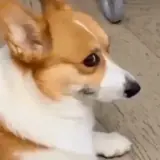 Figurinha de Cachorros para WhatsApp