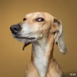 Figurinha de Cachorros para WhatsApp