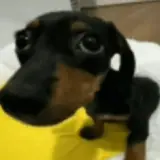 Figurinha de Cachorros para WhatsApp