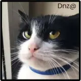 Figurinha de Gatos para WhatsApp