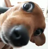 Figurinha de Cachorros para WhatsApp