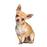 Figurinha de Cachorros para WhatsApp